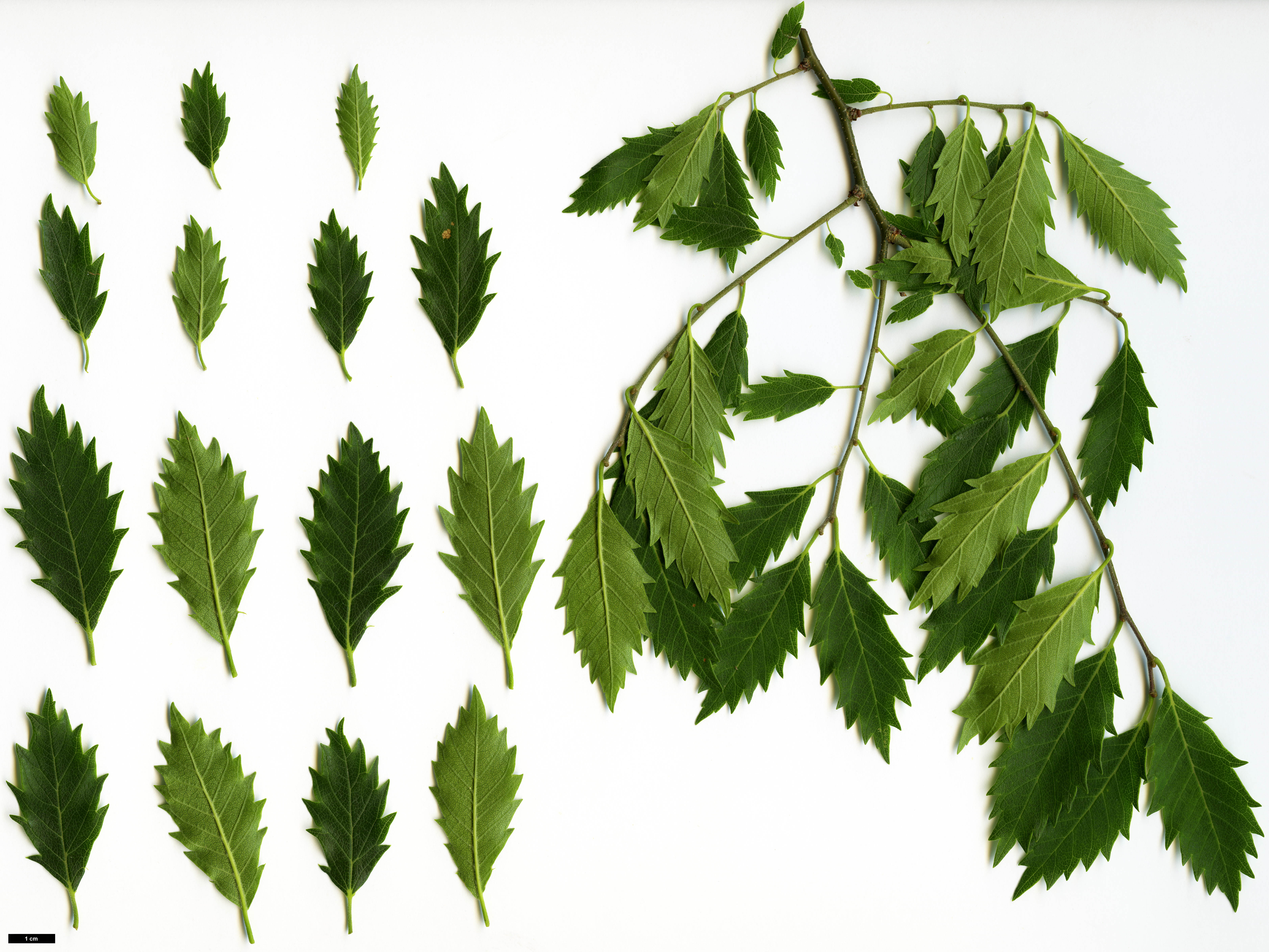 High resolution image: Family: Ulmaceae - Genus: Zelkova - Taxon: ×verschaffeltii (Z.carpinifolia × Z.serrata)